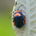 Shiny Flea Beetle