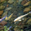 Koi