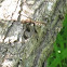 Common Whitetail skimmer dragonfly (female)