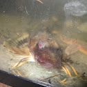 Northern Sea Robin