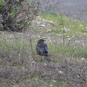 Unknown spotting