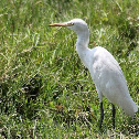 cattle egret