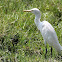 cattle egret