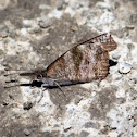 American Snout Butterfly