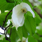 Dove tree