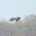 White-backed Vulture