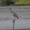Yellow-crowned Night-Heron