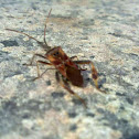 Chinche de las piñas (ES)  western conifer seed bug (EN)