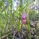 Calypso orchid