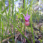 Calypso orchid