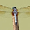Dragonfly (6)