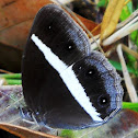 Smooth eyed Bushbrown