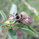 Robber fly species?
