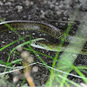 Japanese Rat Snake