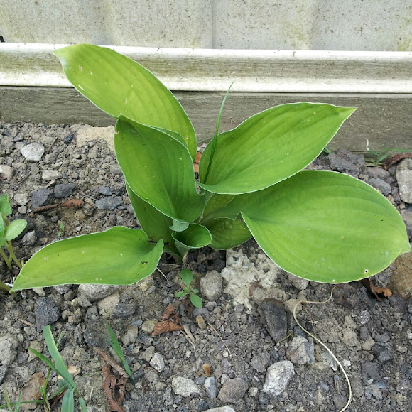 Spotting Image 1