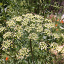 parsley