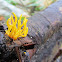 Kleverig koraalzwammetje (Calocera viscosa)