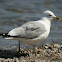 Common Gull