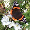Red Admiral