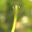 Vine Snake