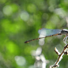 Blue-fronted Dancer Damselfly (female)
