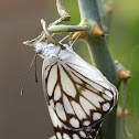 African Caper White