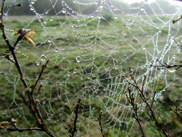 Spider's web