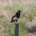 Black-billed Magpie
