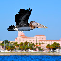 Juvenile Brown Pelican