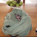 Grey kangaroo
