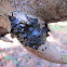dehydrated - black witches' butter