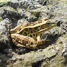 Northern Leopard Frog