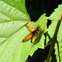 Zabulon Skipper
