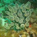 Lollipop tunicate