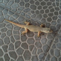 Pacific house gecko
