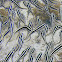 Striped Catfish (juvenile)