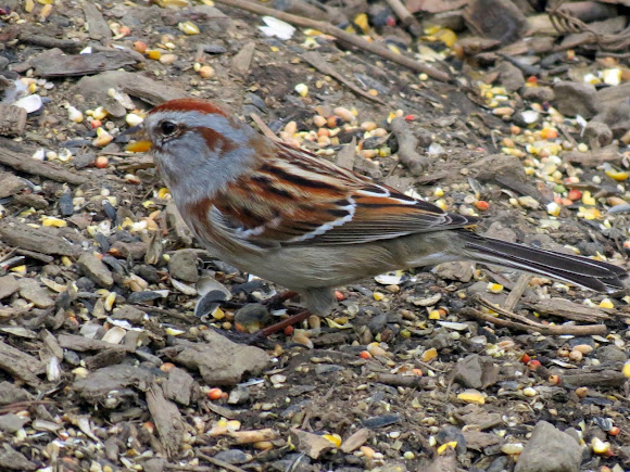Spotting Image 1