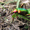Frog-legged Leaf Beetle