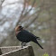 Brown-headed Cowbird