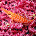 Longnose Hawkfish