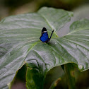 Mevania Metalmark