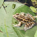 Pickerel Frog