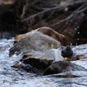 American Dipper