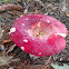 Pungent Russula