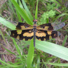 Variegated Flutterer