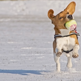 Doggy Bubblegum by Mick Brinkmann - Animals - Dogs Portraits