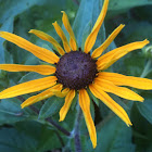 Black eyed Susan