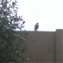 Coopers hawk