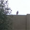 Coopers hawk