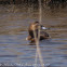 Pochard; Porrón Común